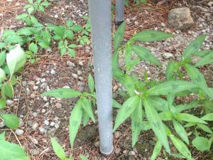 July 30-Mud-Splattered Leg on Plastic Folding Table